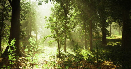 Sunlight streams through the lush green trees in a serene forest setting, creating a peaceful atmosphere in the early morning hours. The ground is covered in gentle foliage.