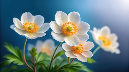 Fototapeta premium Delicate white anemone flowers with vibrant orange centers bloom gracefully against a soft blurred blue background