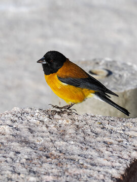 Bird photo of black hooded sierra finch, phryfilus atriceps, small bird with yellow body, black head, wing and tail