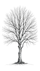 Obraz premium Single bare black winter tree silhouette isolated on white background, a vector illustration of a leafless plant with branches and trunk