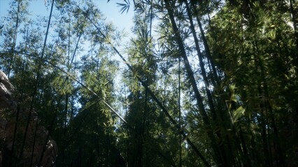 Lush green bamboo shoots stretch skyward as sunlight gracefully filters through the dense foliage, illuminating the tranquil forest floor on a bright day.