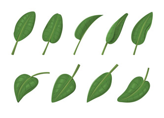 Tropical leaf collection