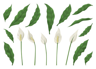 Peace lily flower and leaf collection