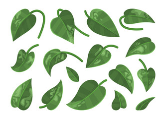 Tropical heart-shaped leaf collection