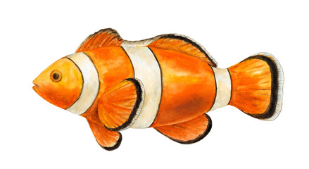 Watercolor illustration of clown fish on white background. Design element, marine theme.