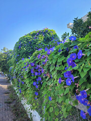 Fototapete bei efototapeten.de bestellen   