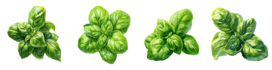 Vibrant Watercolor Basil Sprigs, Fresh Green Herb Illustrations, Culinary Art, Isolated Transparent PNG set and Transparent background