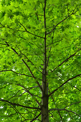 Lush Green Canopy: Vibrant Spring Foliage, Creeper Plant, Detailed Branches, Natural Texture, Upward View.
