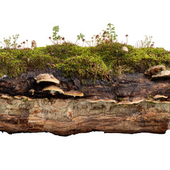 Decaying log, covered with moss and fungi