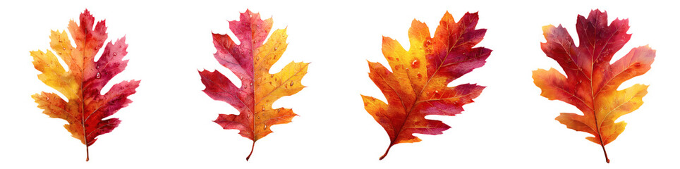 Vibrant Autumn Oak Leaves with Water Droplets, Close-up Detail on Black Background, Ideal for Seasonal Design Projects and Nature-Themed Graphics PNG set Transparent backround