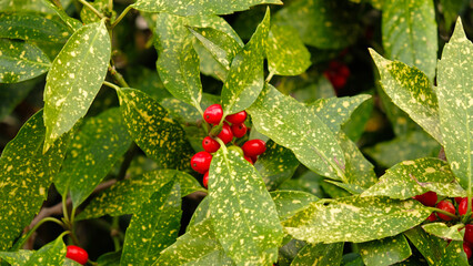 Сlose-up of Japanese laurel - Aucuba japonica, branch with vibrant, variegated green and yellow leaves and cluster of bright red berries. Evergreen shrub for landscaping park, square or garden area