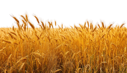 Golden wheat field, swaying in the breeze