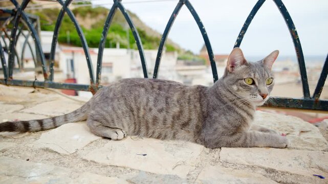 A grey tabby lounges on a warm stone parapet overlooking the old quarter in Alicante, Spain