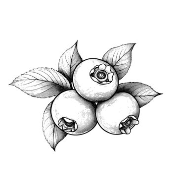 An isolated sketch highlights huckleberry, bilberry, blueberry, and whortleberry, and also shows modern blue berris accompanied by a leaf for a dessert food item