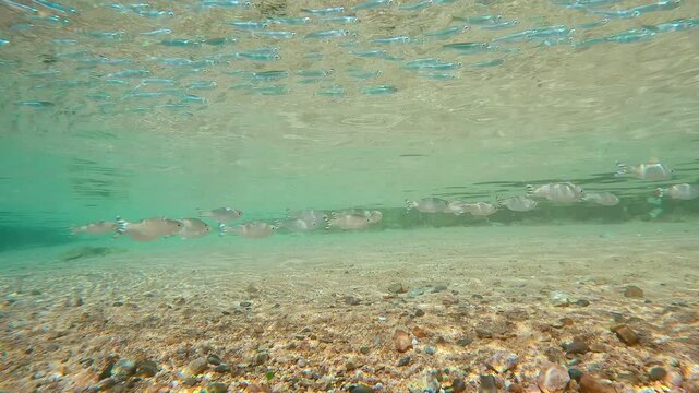 Shoal of Barred Flagtail fish swimming in surf zone above sandy seabed blending in with environment, with school of Silversides Atherina swims above them below surface in sunshine