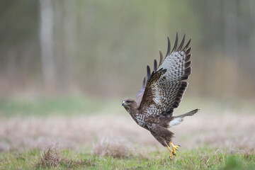 Common buzzard Buteo buteo in the fields, buzzards in natural habitat, hawk bird on the ground, predatory bird close up Poland Europe