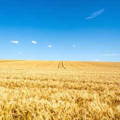 Naklejka premium A vast golden field of wheat sways gently in the breeze under a clear blue sky, with sunlight casting warm hues across the rippling stalks.