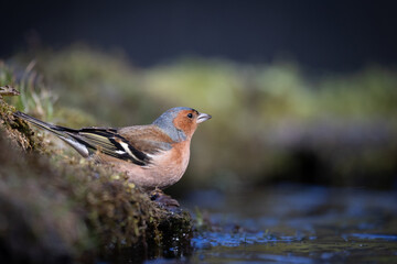 Bird male chaffinch Fringilla coelebs perching on forest puddle, spring time bird drinking water forest in Poland Europe
