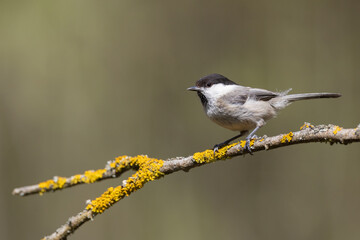 Bird - Marsh Tit ( Poecile palustris ) perched on tree spring time small bird on light background forest in Poland Europe