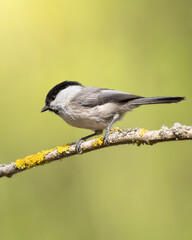 Bird - Marsh Tit ( Poecile palustris ) perched on tree spring time small bird on light background forest in Poland Europe