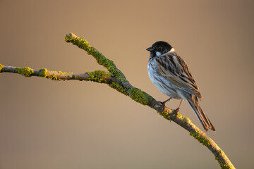 Bird male Reed Bunting Emberiza schoeniclus, spring time, Poland Europe