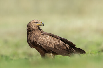 Birds of prey - hunting Lesser Spotted Eagle Aquila pomarina spring time on meadow Poland Europe