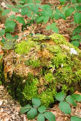 Serene moss-covered stump in the heart of a tranquil forest glade inviting exploration and reflection on a peaceful afternoon