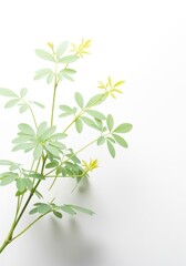 Fototapeta premium Minimalist fresh green plant growth on clean white