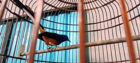 Bird animal photography. Close up view of a beautiful rock magpie bird in a cage