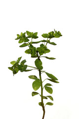 Closeup green flowers of Euphorbia peplus (petty spurge, radium weed, cancer weed, milkweed). White background. August, Netherlands. 