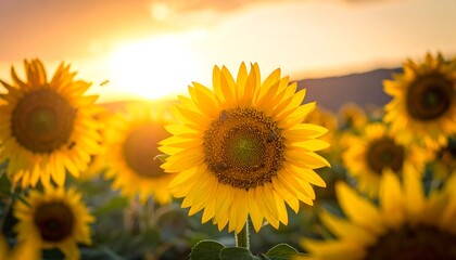 Obraz premium Sunflowers at sunset