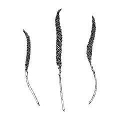 Vector illustration of plantain spikes Plantago major, showing elongated seed heads on slender stems, drawn in line style, perfect for apothecary labels, herbal tea packaging and eco product design