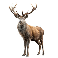 Obraz premium isolated deer stag with antlers, proud stance, autumn fur tones, transparent background, stock PNG, textured grain