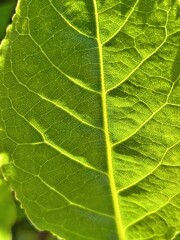 Feuille en gros plan, avec nervures