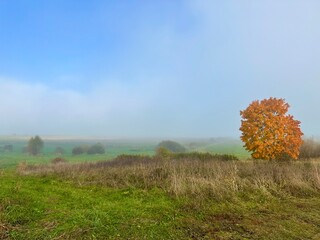 Picturesque autumn autumn landscape with a tree - a lonely maple with bright orange leaves against the background of dry grass, a foggy valley and blue sky. Copy space