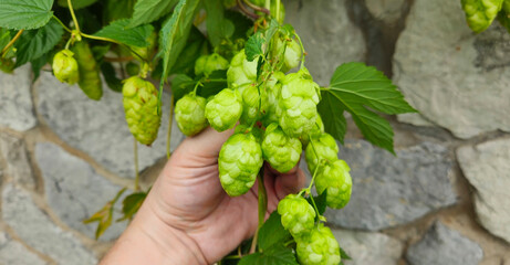 Human hand holding hop harvesting agriculture green leaves yellow hop flower growing farm brewery company noble