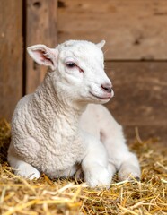 Obraz premium A fluffy, small lamb rests comfortably in a bed of golden hay, nestled against a rustic wooden wall, exuding a sense of warmth and tranquility.