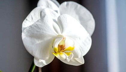 Obraz premium Close-up of a white orchid (3)