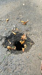 Pothole on Road with Fallen Leaves - Urban Infrastructure Issue