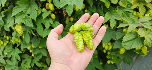 Human hand holding hop harvesting agriculture green leaves yellow hop flower growing farm brewery company noble