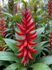 Obraz premium Lipstick plant Aeschynanthus pulcher, Beautiful tubular red flowers of a tropical ornamental plant in a botanical collection