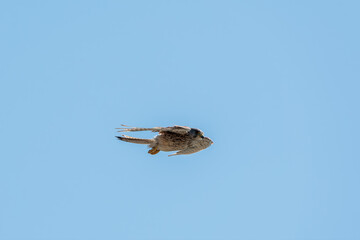 Common kestrel, Falco tinnunculus, hovered in the air in search of prey