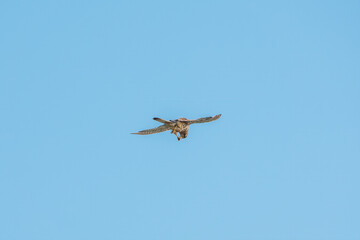 Common kestrel, Falco tinnunculus, hovered in the air in search of prey
