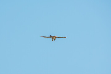 Common kestrel, Falco tinnunculus, hovered in the air in search of prey