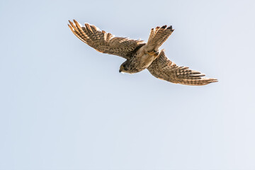 Common kestrel, Falco tinnunculus, hovered in the air in search of prey