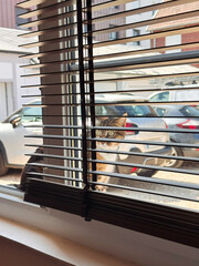 alarmed cat looks through the window shades