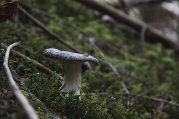 Mountain Hike in Dolomites Italy mountain perfect for climb 