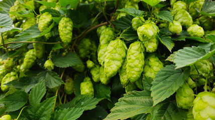 Common hop, Humulus lupulus green female flowers closeup selective focus