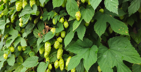 Common hop, Humulus lupulus green female flowers closeup selective focus