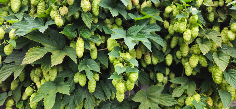 Common hop, Humulus lupulus green female flowers closeup selective focus